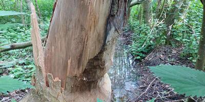 Natuurwandeling 2024