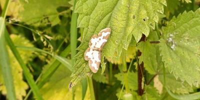 Natuurwandeling 2024