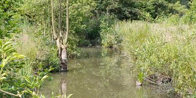 Natuurwandeling 2024