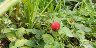 Natuurwandeling 2024