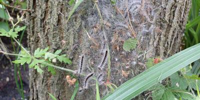 Natuurwandeling 2024